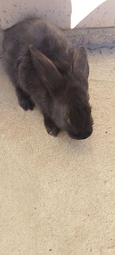 Декоративные кролики: Белые декоративные кролики - Окраc: полностью белый, у части малышей — 5