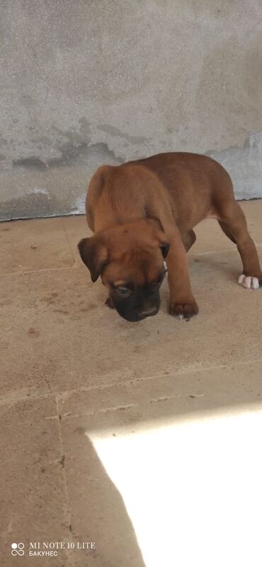 возьму собаку в хорошие руки: Боксёр, 2 месяца, Самец