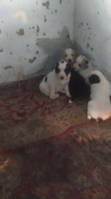 купить элитного щенка немецкой овчарки: Продам Щенки среднеазиатской овчарки (алабая) - На фото помет щенков