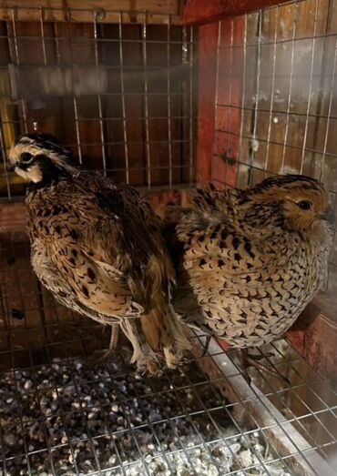 лотки для перепелиных яиц: Продам виргинские куропатки! Количество 10 штук! 5 петухов и 5 кур!