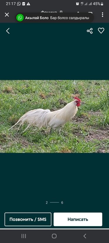 бойцовая птица: Инкубационное яйцо/цыплята. белый Феникс
