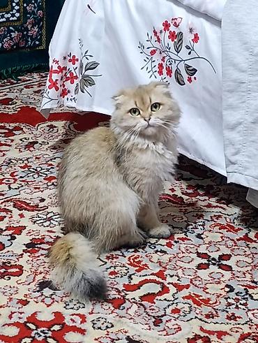 сиамская вислоухая: Скотиш Фолд (Шотландская вислоухая), 1 год, Девочка, Золотая шиншилла, Приучена к лотку, Проглистована — 2