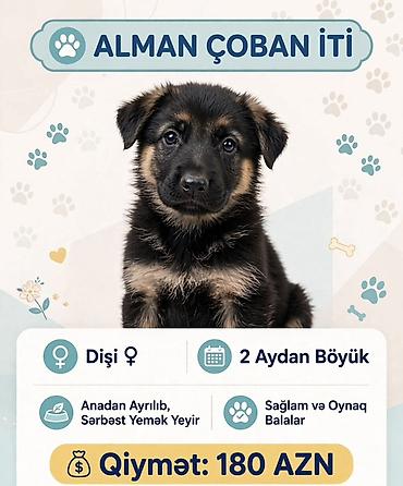 xala bala: Alman çoban iti, 2 ay, Dişi — 1
