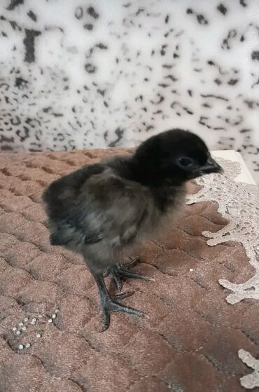 Xoruzlar: Xoruz, il: 1 -da lalafo.az — 17 Xoruzlar: Xoruz, il: 1 — 17