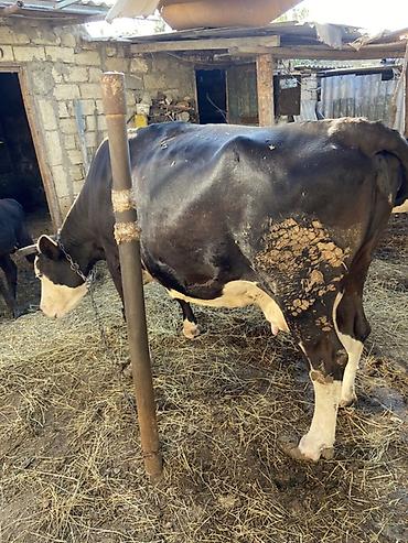 qala cinsi qoyun satilir: Simental tipli inək - Rəng: qara-ağ, alnı və burun hissəsi açıq rəng — 2