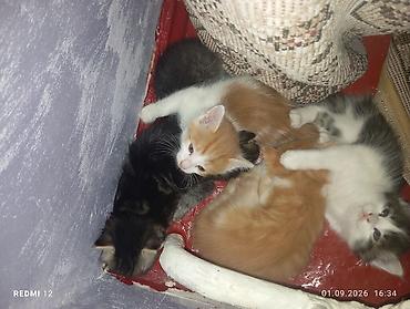 Мышыктар: Котята, помёт домашней кошки. Окрас в помёте разный: - рыже-белые - — 1