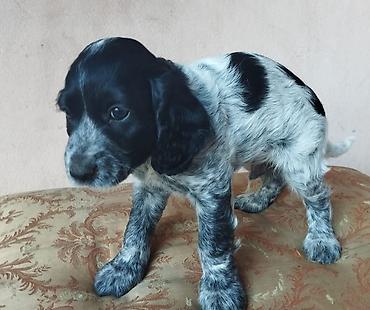 İtlər: Koker spaniyel, 1 ay, Erkek, Sənədli — 3
