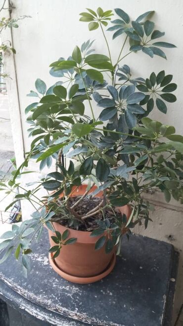 Quruducular: Sheflera otaq bitkisi lalafo.az -da Quruducular: Sheflera otaq bitkisi