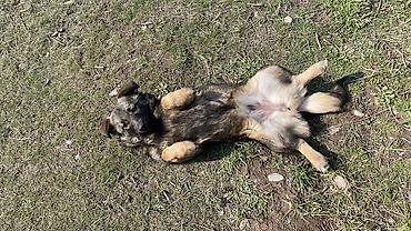 Отдам даром собаку: Собака даром: 3 месяца, Самка — 8