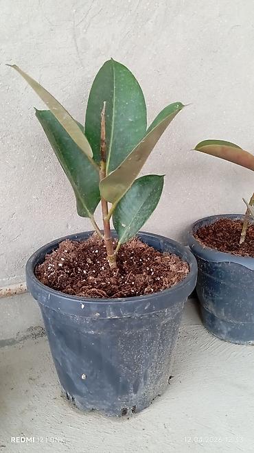 en gozel dibcek gulleri: Daxili və eyvan üçün saksı bitkiləri dəsti Tərkib: - Aloe vera (iki — 4