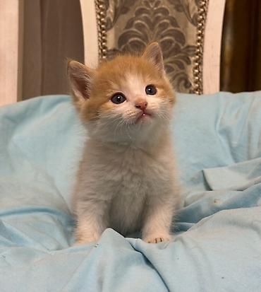 Продажа кошек: Лесная, 1 месяц, Мальчик, Рыжий — 3