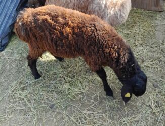 показы 1 354 72 договорная кошка даром британская короткошёрстная 1 год мальчик метис 2 позвонить написать: Продаю | Баран (самец)