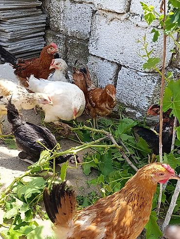 K/t heyvanları və malları: Məhsul: Yerli cins qarışıq cücə və toyuqlar Təsvir: - Şəkillərdə — 3