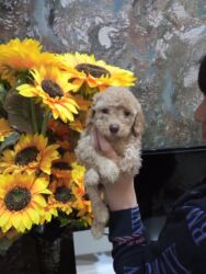 çoban itlər: Пудель, 1 месяц, Самец