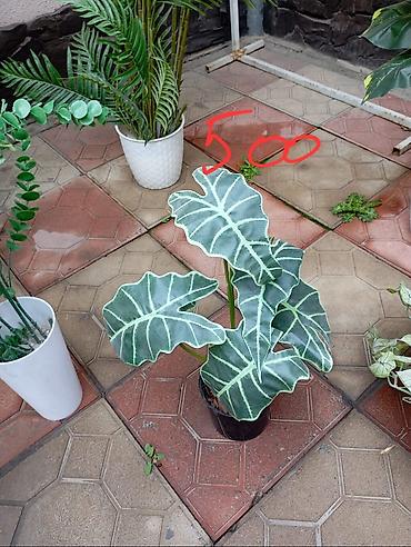 Декоративные цветы: Декоративные искусственные растения в кашпо 
горшки в комплекте — 9