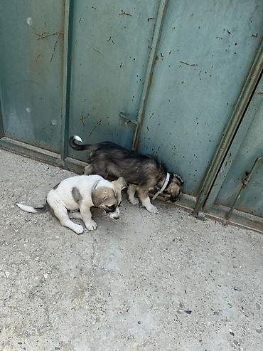 İtlər: 2 ay, Peyvəndli, Ünvandan götürmə — 4