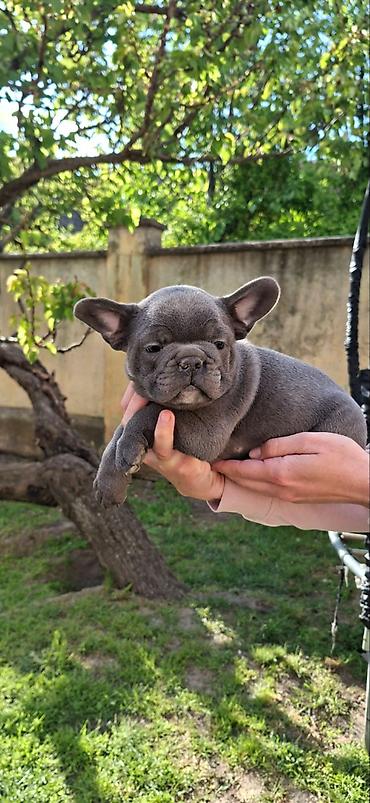 Psi: Francuski buldozi, rodjeni 4.3.2026, sky blue, vakcinisani uskoro — 10