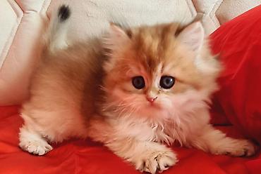Кошки: Британская, Самка, Самец, В добрые руки, Бесплатная доставка, Платная доставка, Самовывоз — 2