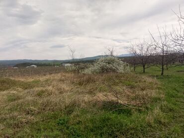 Torpaq sahələrinin satışı: Kənd təsərrüfatı — 8