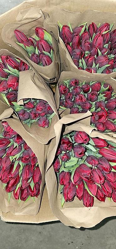 Букеты из живых цветов: Тюльпаны голландские ОПТОМ с луковицей и в розницу с оформлением (не — 13