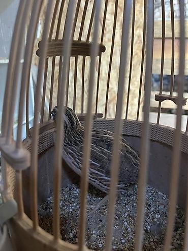 А/ч жаныбарлары үчүн тоюттар: 700$ за всех Перепел в декоративной клетке Итальянский перепел 2 самки — 2