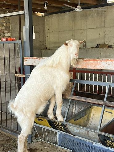 бодоно бишкек: Сатам | Теке (эркек) | Көбөйтүү үчүн | Жасалма жол менен боозутуу — 1