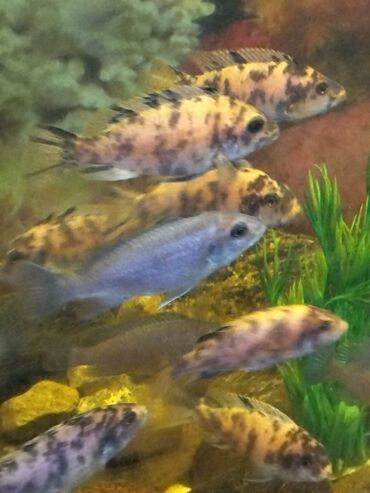 Dördbucaq akvarium, Balıqlarla birlikdə, 250 l, Ünvandan götürmə