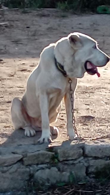american bully qiymeti: Alabay, 1 il, Erkək, Peyvəndli, Rayonlara çatdırılma — 10