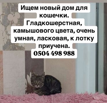 где можно купить телят симментальской породы: 3 айлык, Ургаачы, Лотокко барууга үйрөтүлгөн