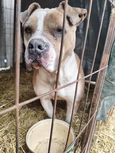 Отдам даром собаку: Собака даром: Бульдог, Более 5 лет, Самец, С прививкой — 1