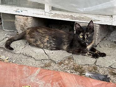 Кошки: Отдам даром . Котята, домашние любимцы (несколько окрасов) Только в — 3