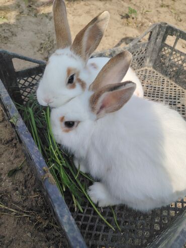 Dovşanlar: Ağ tüklü, qəhvəyi ləkəli dovşan - Yumşaq, sıx örtüklü ağ yun — 8
