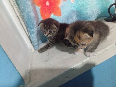 британский вислоухий кот: Продаю катят порода вислоухие на фото две девочки