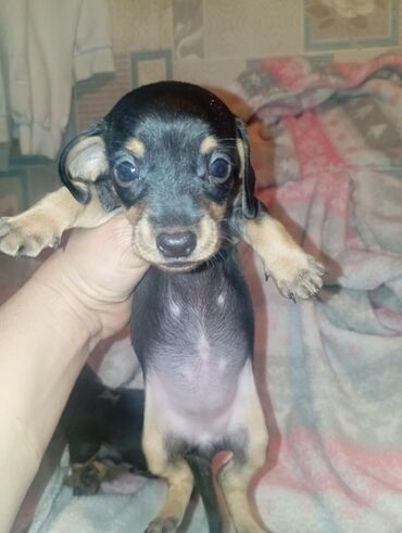 Продажа собак: Такса, 1 месяц, Самка — 4