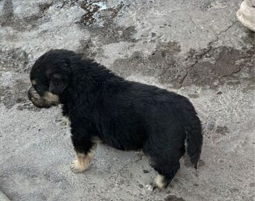 объявления о собаках: Собака даром: Дворняжка, 1 месяц, Самка at lalafo.kg объявления о собаках: Собака даром: Дворняжка, 1 месяц, Самка