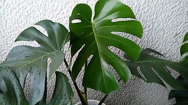 Filadendron, velika biljka