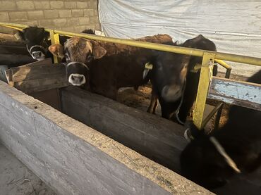 Коровы, быки: Продаю | Бык (самец) | На откорм — 13
