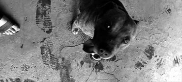 акустические системы lightning колонка в виде собак: Питбуль Кубин мальчик год, выступал в боях срочно срочно срочно!!!