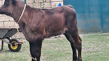 pitpul balası: Ikinci qarına doğub 1 aylıq süni mayalanmadan olan çves balası yanında — 7