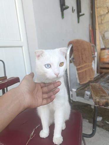 ag pisik cinsləri: Şotland yastı qulaq — 4