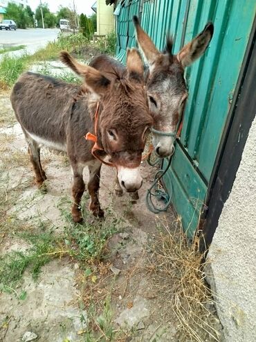 одежда для животных: Молодому ищаку полтора года а другому 2 года большого за 10000 а