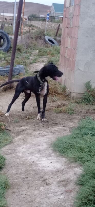İtlər: Məhsul: Qara rəngdə, sinə və pəncələrində ağ ləkələri olan orta-böyük