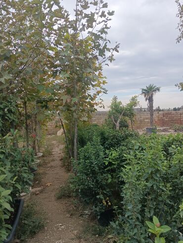 Landşaft işləri: Dekarativ bitgilerin satişi
xan cinar
ekvalit
zeytun — 4