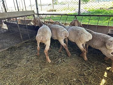 Баран, овца: Продаю | Ягненок | Арашан | Для разведения | Племенные — 8