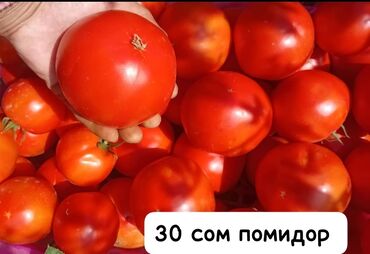 номер для дома: Уруктар жашылчалардын: Өзү алып кетүү