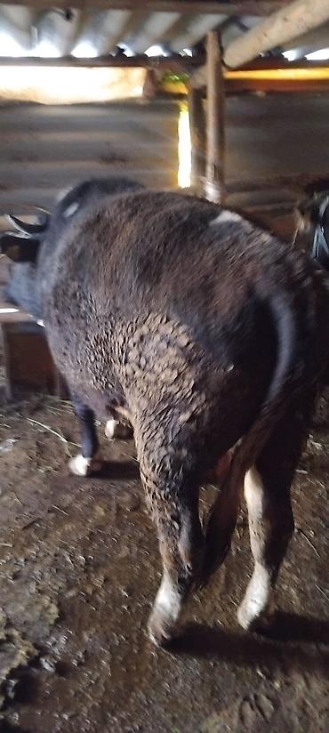 Коровы, быки: Продаю | Бык (самец) | На откорм at lalafo.kg — 8 Коровы, быки: Продаю | Бык (самец) | На откорм — 8