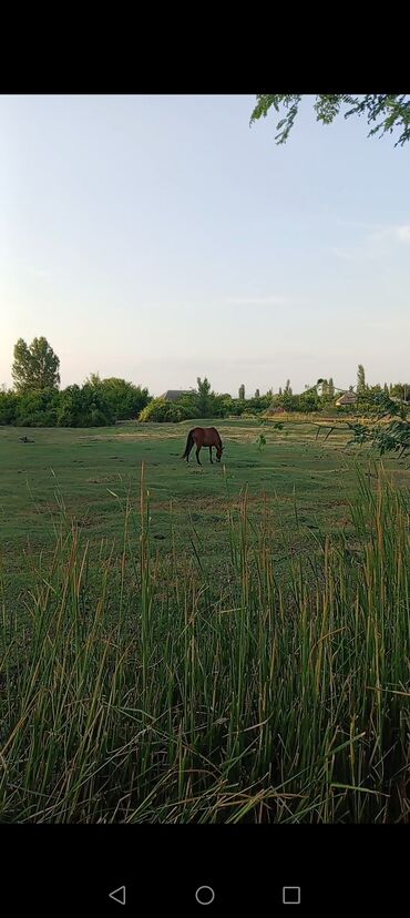 Inəklər, öküzlər: Dişi, il: 4, Ünvandan götürmə