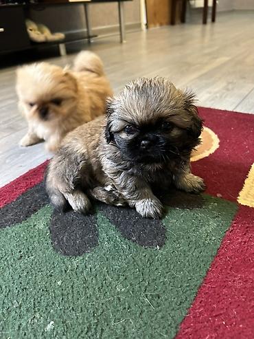 İtlər: Pekines — 11