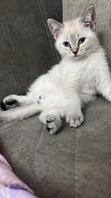 Pişiklər: Yaxşı əllərə — 7