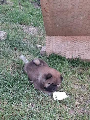 Psi: Chow Chow štenci Štenci Čau-Čau izložbenog potencijala sa rodovnikom — 9